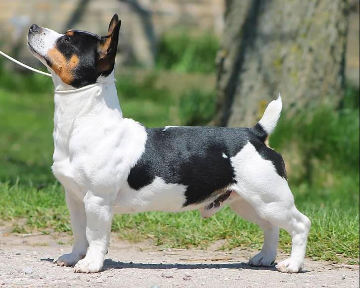 Tuck - Teddy Roosevelt Terrier Mâle