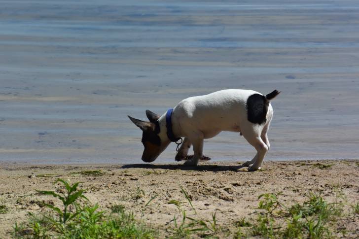Photo Teddy Roosevelt Terrier