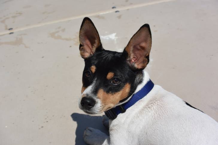 Photo Teddy Roosevelt Terrier