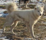 Photo Labrador Husky