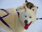 Photo Labrador Husky