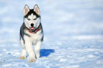 Photo Labrador Husky