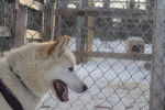 Fezz - Labrador Husky Femelle (6 ans)
