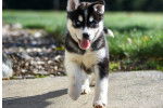 Photo Labrador Husky