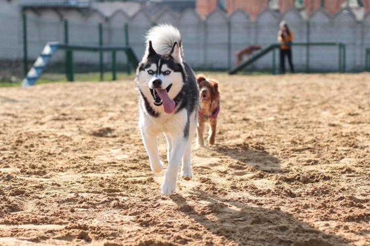 Photo Labrador Husky