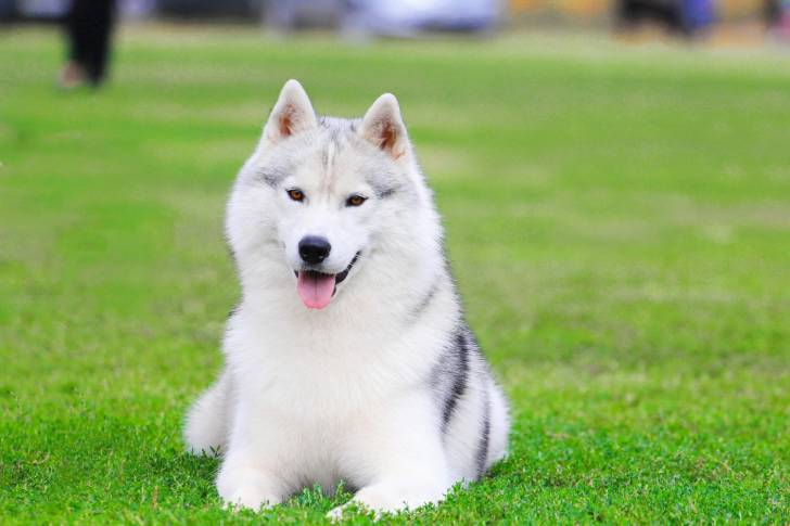 Photo Labrador Husky