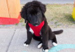 Un jeune Labernois avec un vêtement pour chien rouge