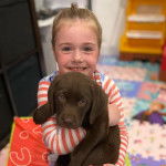 Un chiot Labernois tenu par une fille