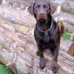 Un Labernois sur un tronc d'arbre et portant un collier autour du cou