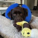 Un Labernois allongé sur un panier et tenant une peluche dans sa gueule