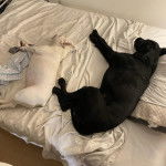 Deux Labernois allongés sur un lit