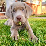 Un Labernois allong&eacute; sur un terrain herbeux