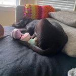 Un Labernois allong&eacute; sur un lit