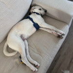 Un Labernois allong&eacute; sur un canap&eacute; et portant un harnais