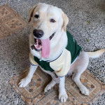 Un Labernois assis sur un tapis et portant un pull-over pour chien