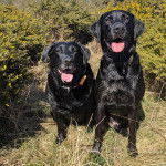 Deux Labernois assis sur un terrain herbeux