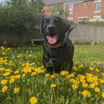 Un Labernois dans un champ de fleurs et portant un collier autour du cou