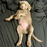 Un Labernois allong&eacute; sur un lit