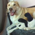 Un Labernois allong&eacute; sur un lit