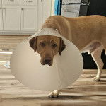 Un Labernois sur un parquet et portant un carcan