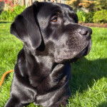 Un Labernois allong&eacute; sur un terrain herbeux