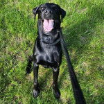 Un Labernois assis sur un terrain herbeux et tenu en laisse