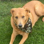 Un Labernois allong&eacute; sur un terrain herbeux et portant un foulard 