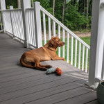 Un Labernois allong&eacute; sur un plancher en bois