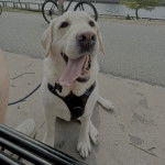 Un Labernois assis sur un sol b&eacute;tonn&eacute; et portant un harnais 