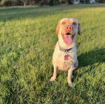 Un Labernois assis sur un terrain herbeux et portant un collier autour du cou