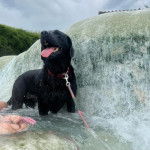 Un Labernois dans l'eau et tenu en laisse