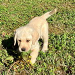 Un Labernois marchant sur un terrain