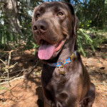 Un Labernois assis sur une surface sableuse et portant un collier autour du cou