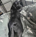 Un Labernois allong&eacute; sur un lit