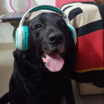 Un Labernois portant un casque audio  et tirant la langue