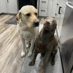 Un Labernois assis sur un tapis 