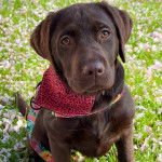 Un Labernois assis dans un champ de fleurs et portant un foulard autour du cou