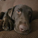 Un Labernois allongé sur un canapé