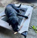 Un Labernois allongé sur un brancard 