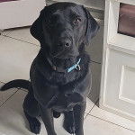 Un Labernois assis sur un sol carrelé et portant un collier autour du cou