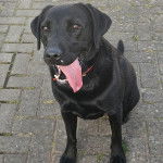 Un Labernois assis sur un sol carrelé et tirant la langue