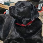 Un Labernois allongé et portant un collier autour du cou