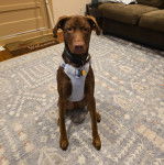 Un Labernois assis sur un tapis et portant un harnais