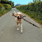 Un Labernois sur un sentier et tenant un morceau de bois dans sa gueule