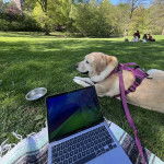 Un Labernois allongé sur un terrain herbeux et tenu en laisse