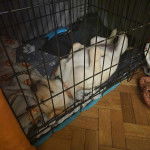 Un Labernois allongé dans une cage