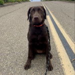 Un Labernois assis sur une voie bétonné et tenu en laisse