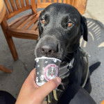 Un Labernois léchant un pot de yaourt