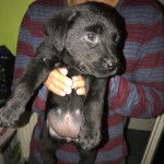 Un chiot Labernois tenu par une personne