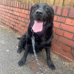 Un Labernois assis et tenu en laisse